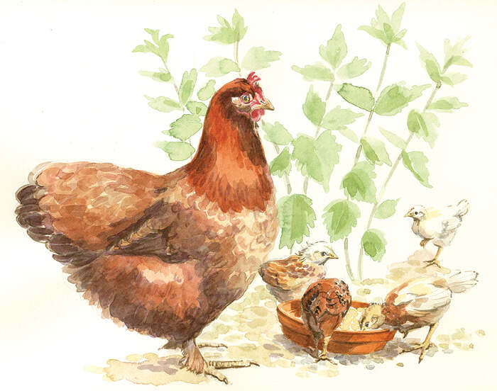 Mother hen with chicks