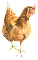 Chicken watercolour