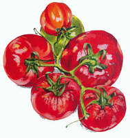 Tomatoes on the vine